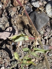 Caryophyllales