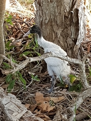 Threskiornis molucca