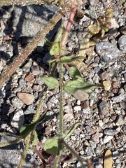 Caryophyllales