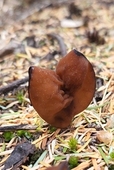Gyromitra infula