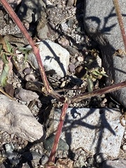 Caryophyllales