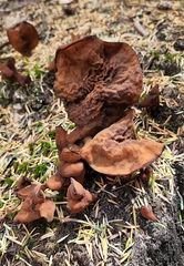 Gyromitra infula