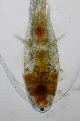 Diaptomus