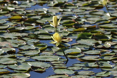 Nymphaea mexicana