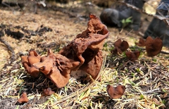 Gyromitra infula