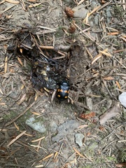 Nicrophorus defodiens