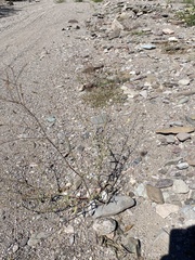 Caryophyllales