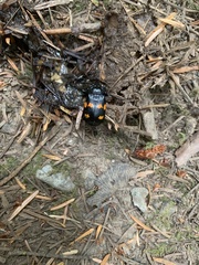 Nicrophorus defodiens
