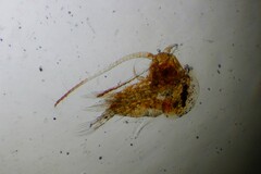 Copepoda