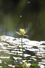 Nymphaea mexicana