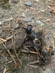 Nicrophorus defodiens