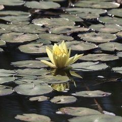 Nymphaea mexicana