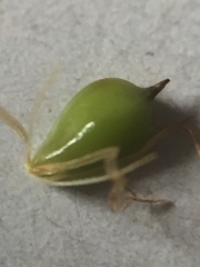 Bolboschoenus laticarpus