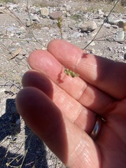 Caryophyllales