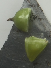 Bolboschoenus laticarpus