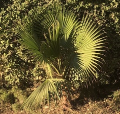 Washingtonia robusta
