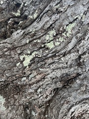 Flavoparmelia baltimorensis