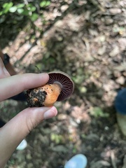 Laccaria ochropurpurea