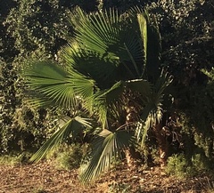 Washingtonia robusta