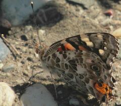 Vanessa cardui