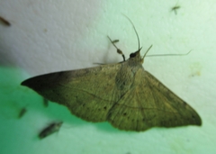 Anticarsia gemmatalis