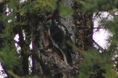 Dryobates villosus orius