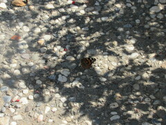Vanessa cardui