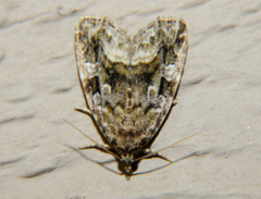 Protodeltote muscosula