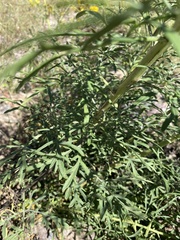 Hymenothrix wislizeni