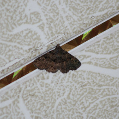 Metalectra praecisalis