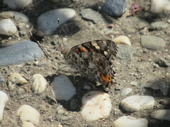 Vanessa cardui