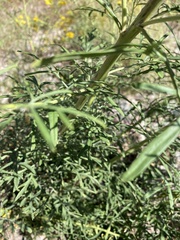 Hymenothrix wislizeni