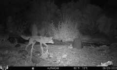 Canis latrans
