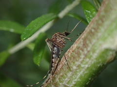 Aedes camptorhynchus