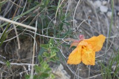 Oenothera lavandulifolia