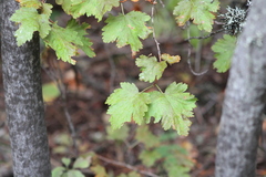 Physocarpus malvaceus