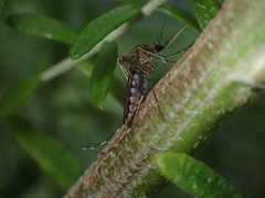 Aedes camptorhynchus