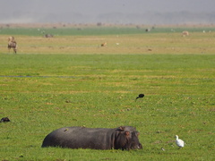 Hippopotamus amphibius