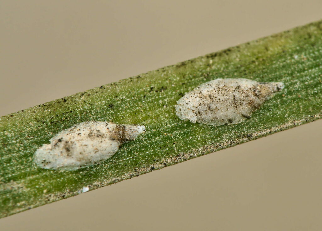 Hartig's pine scale