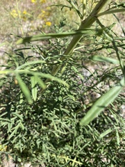 Hymenothrix wislizeni