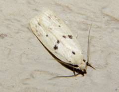 Scythropiodes issikii