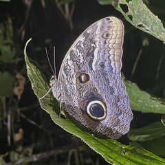 Caligo teucer insulanus
