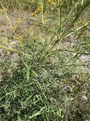 Hymenothrix wislizeni