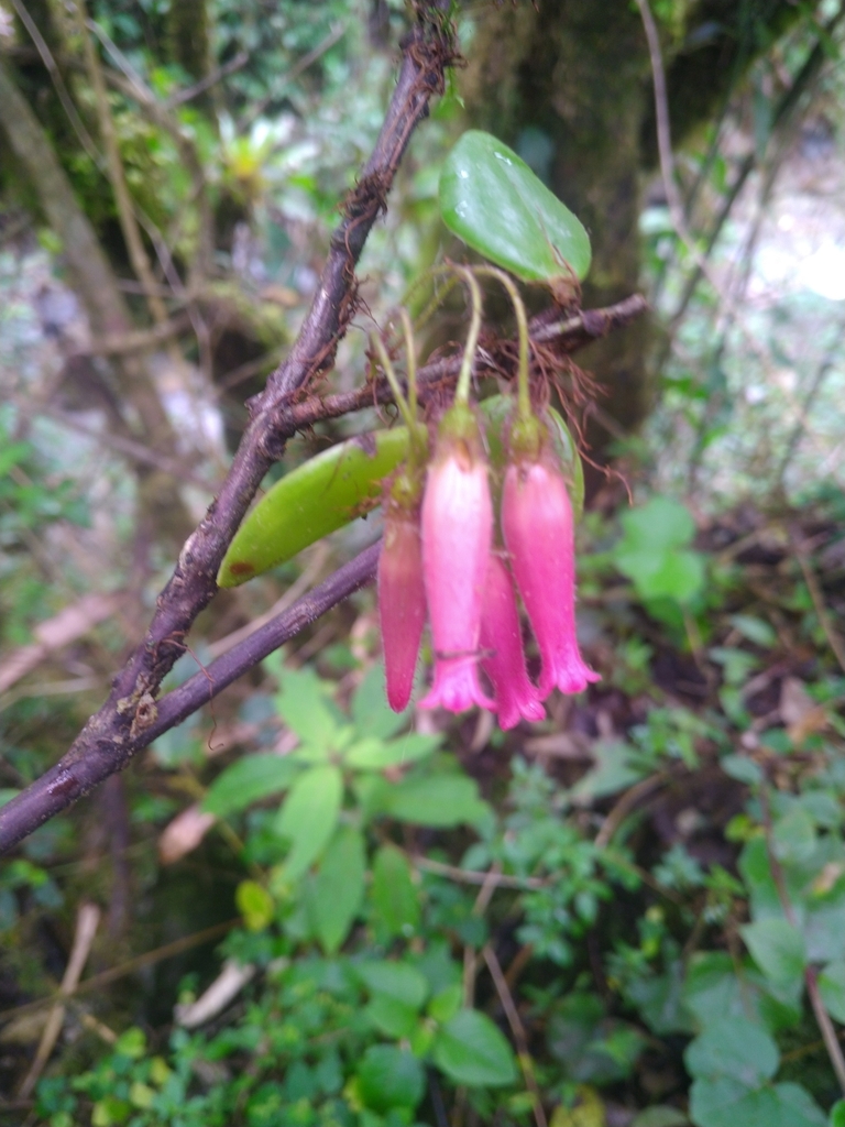Oreanthes