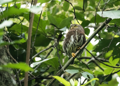 Glaucidium sanchezi