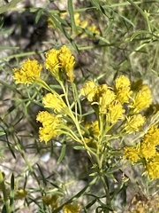 Hymenothrix wislizeni