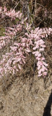 Tamarix