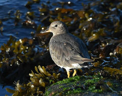 Calidris virgata