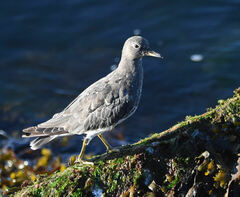 Calidris virgata