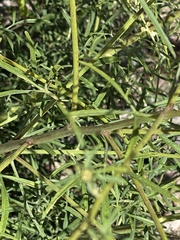 Hymenothrix wislizeni